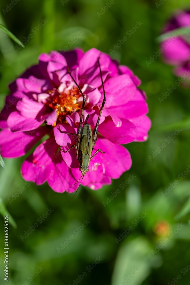  Grasshopper on a pink zinnia flower