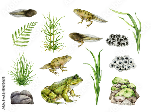 Frog stage development with natural elements realistic painted set. Hand drawn frog, spawn, tadpole, water plants, rocks watercolor illustration. Amphibian life element collection on white background