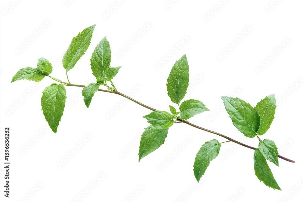 Fresh Mint Sprig Isolated on White Background for Culinary Applications Fresh Mint Sprig Isolated on White Background for Culinary Applications