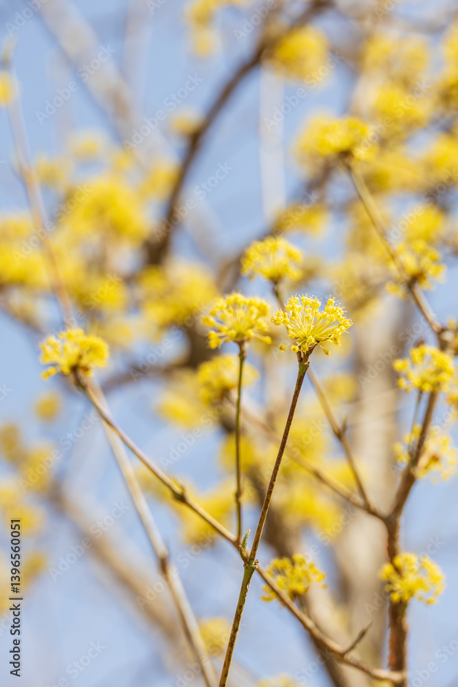 Yellow cornelian cherry blossoms heralding the beginning of spring. warm spring sunshine - Cornus officinalis Yellow cornelian cherry blossoms heralding the beginning of spring. warm spring sunshine - Cornus officinalis