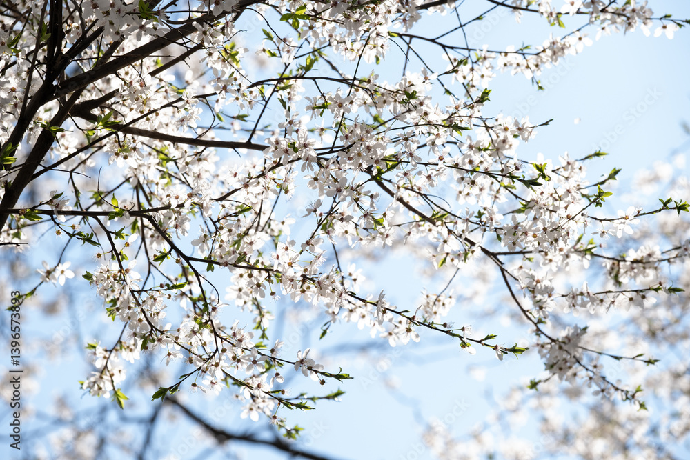 Delicate cherry blossoms in full bloom on thin branches, captured in soft sunlight against a light blue sky. Delicate cherry blossoms in full bloom on thin branches, captured in soft sunlight against a light blue sky.
