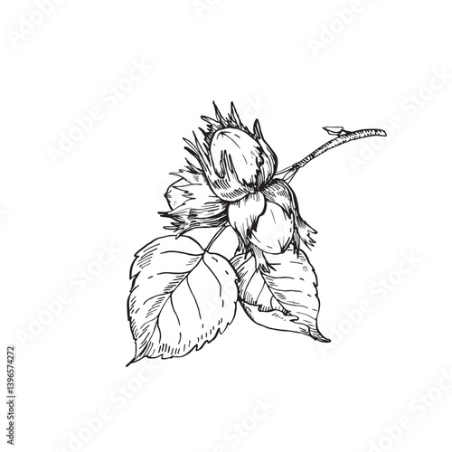 Hazelnut branch with leaves and fruits. Vector black and white illustration hand drawn with ink. Graphic element for label and logo design