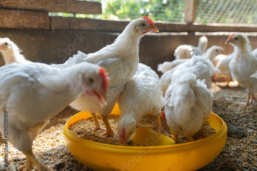 Group of healthy broiler chicken in poultry