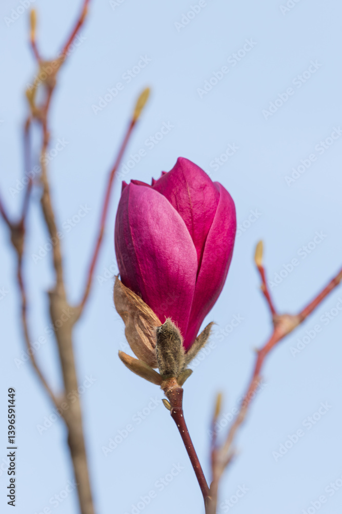 Lily magnolia buds, touched by the warm sunlight. Magnolia liliiflora, Mulan magnolia Lily magnolia buds, touched by the warm sunlight. Magnolia liliiflora, Mulan magnolia