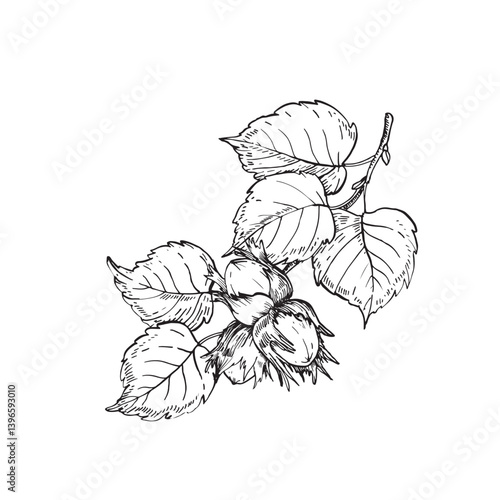 Hazelnut branch with leaves and fruits. Vector black and white illustration hand drawn with ink. Graphic element for label and logo design