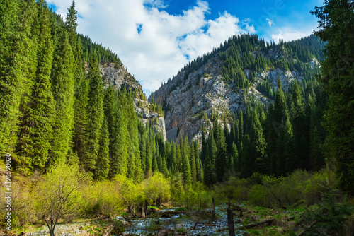 a valley with trees in Almaty. green fir trees in the area of Lake Kolsai