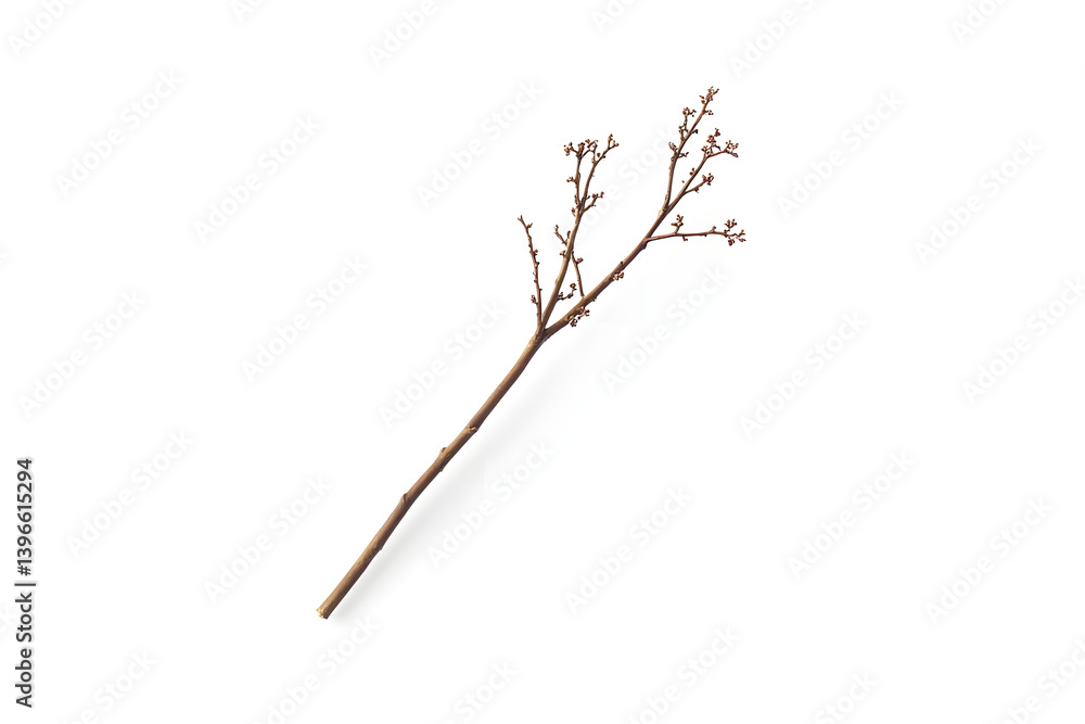 Fototapeta premium Winter Branch with Buds, Spring's Promise