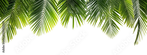 Lush green palm leaves frame isolated on transparent background