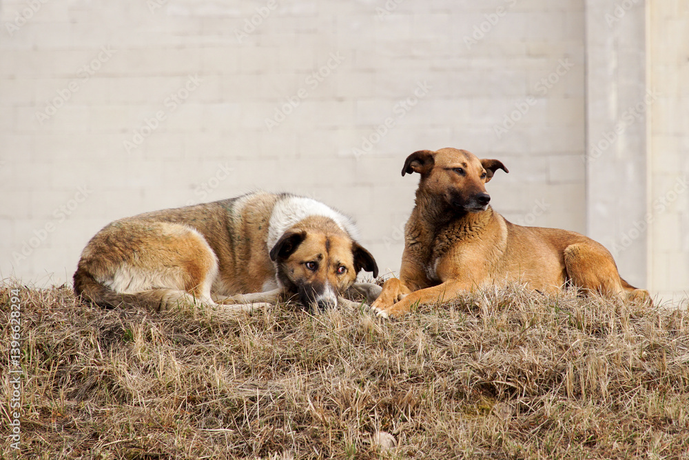Obraz premium Two stray dogs are lying on dry grass against a wall.