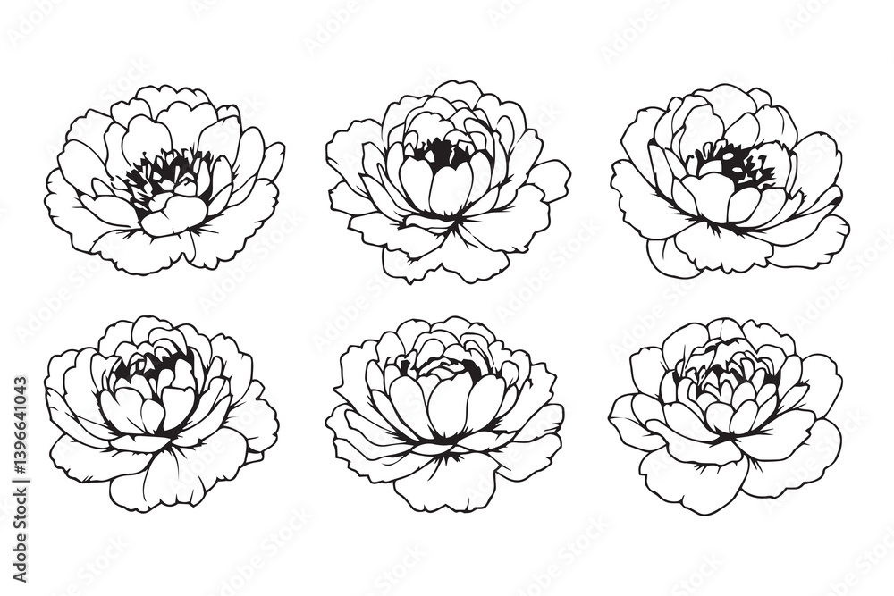 Peony line art illustration Peony line art illustration
