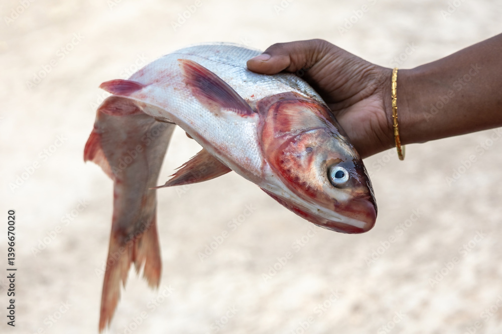 Fototapeta premium A woman's hand holds a fresh, raw Silver carp fish against a blurred background. Its scientific name is Hypophthalmichthys molitrix. This fish is also called Silverfin or Asian carp.