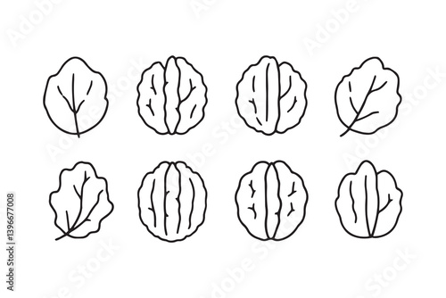 Pecan Leaf line art illustration
