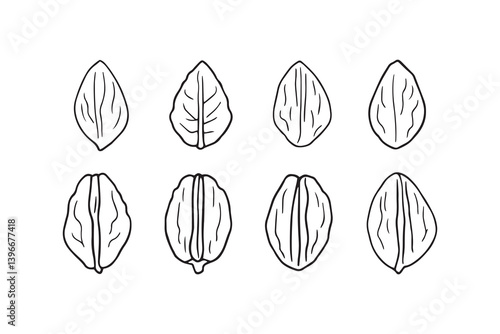 Pecan Leaf line art illustration