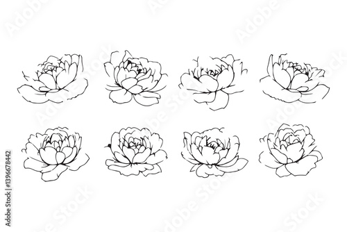 Peony line art illustration