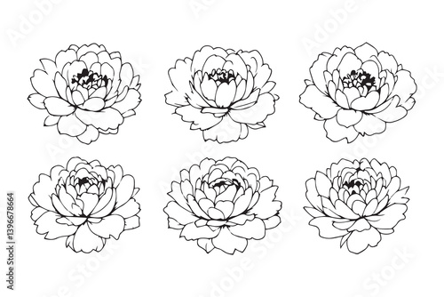 Peony line art illustration