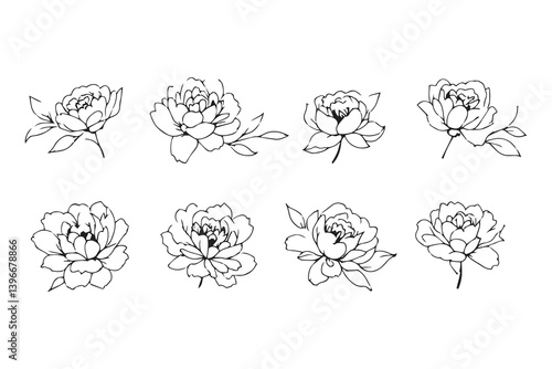Peony line art illustration