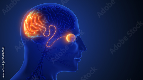 Visual Signals Transmitted Through Optic Nerve to Brain