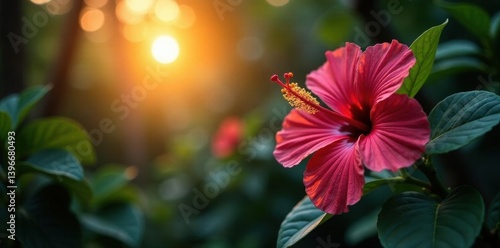 Sunset illuminates hibiscus in dense jungle, rich colors and textures, sunset, blossom, exotic