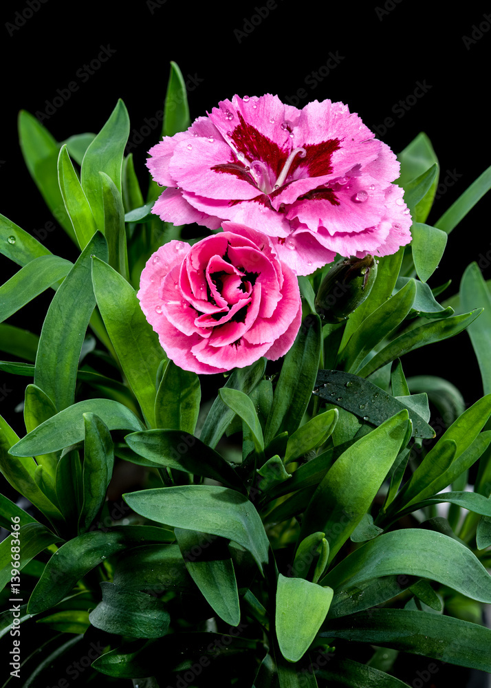 Pink Carnation with Dew Drops on Black Background