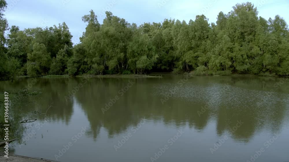 Trees on the water blowing in the wind. Trees on the water blowing in the wind.