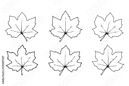 Sycamore Leaf line art illustration