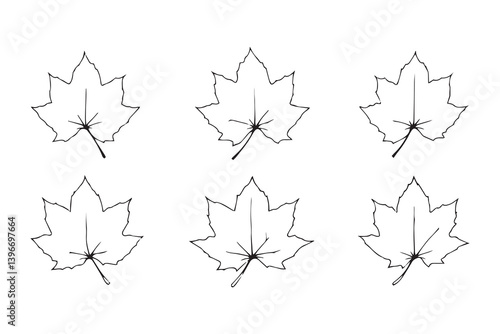 Sycamore Leaf line art illustration