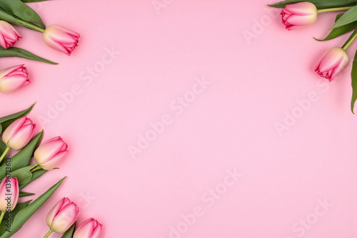 pink tulips on a pink background