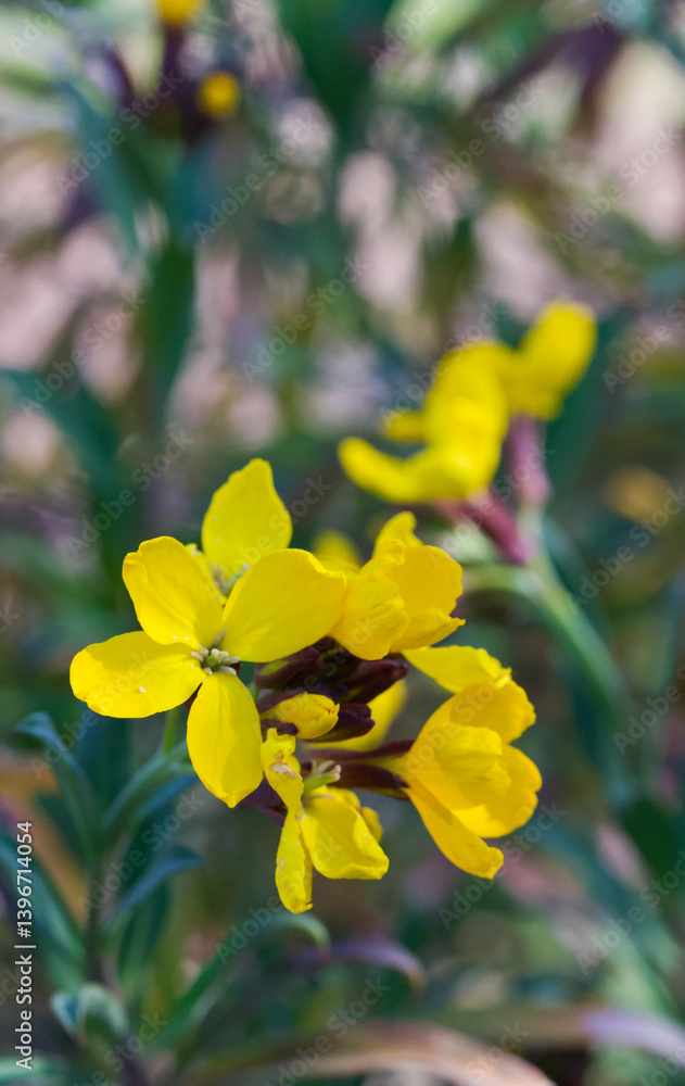 Beautiful close-up of erysimum cheiri Beautiful close-up of erysimum cheiri