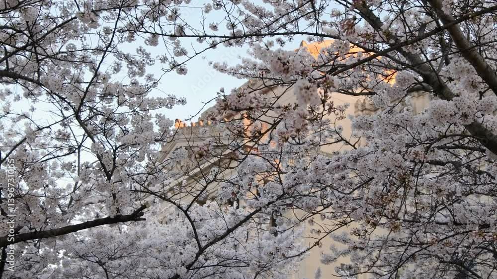 cherry blossom flowers blooming on trees in front of brooklyn museum entrance in new york city (beautiful white flower bloom in sunshine at famous art institution landmark) sign of spring springtime cherry blossom flowers blooming on trees in front of brooklyn museum entrance in new york city (beautiful white flower bloom in sunshine at famous art institution landmark) sign of spring springtime