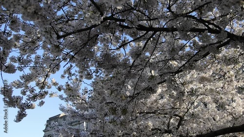 Wallpaper Mural cherry blossom flowers blooming on trees in front of brooklyn museum entrance in new york city (beautiful white flower bloom in sunshine at famous art institution landmark) sign of spring springtime Torontodigital.ca