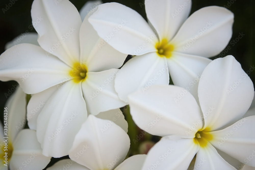 Obraz premium bunch of white flowers on a pink background