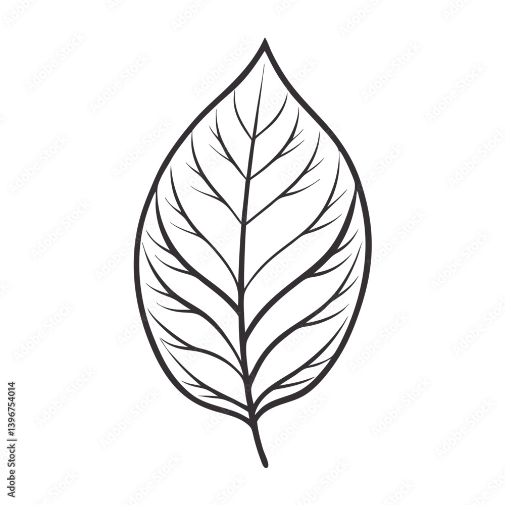 Single leaf outline with detailed veins