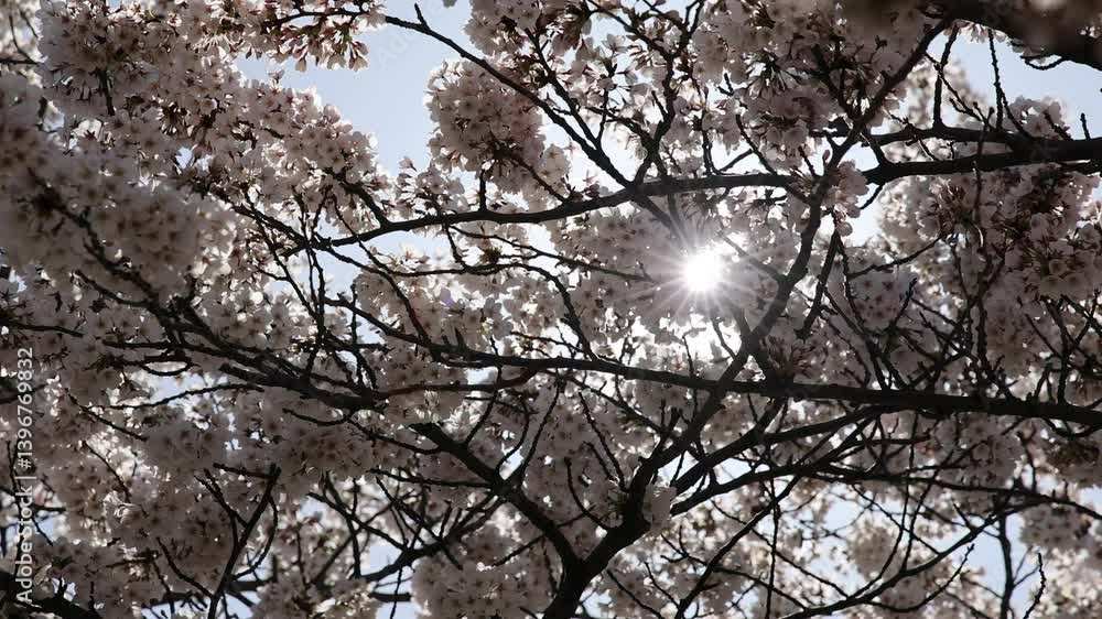 cherry blossoms blooming on tree in brooklyn new york (sign of spring warm weather bloom) flower blossom close up swaying in breeze wind moving windy flowers sun shining through nature cherry blossoms blooming on tree in brooklyn new york (sign of spring warm weather bloom) flower blossom close up swaying in breeze wind moving windy flowers sun shining through nature