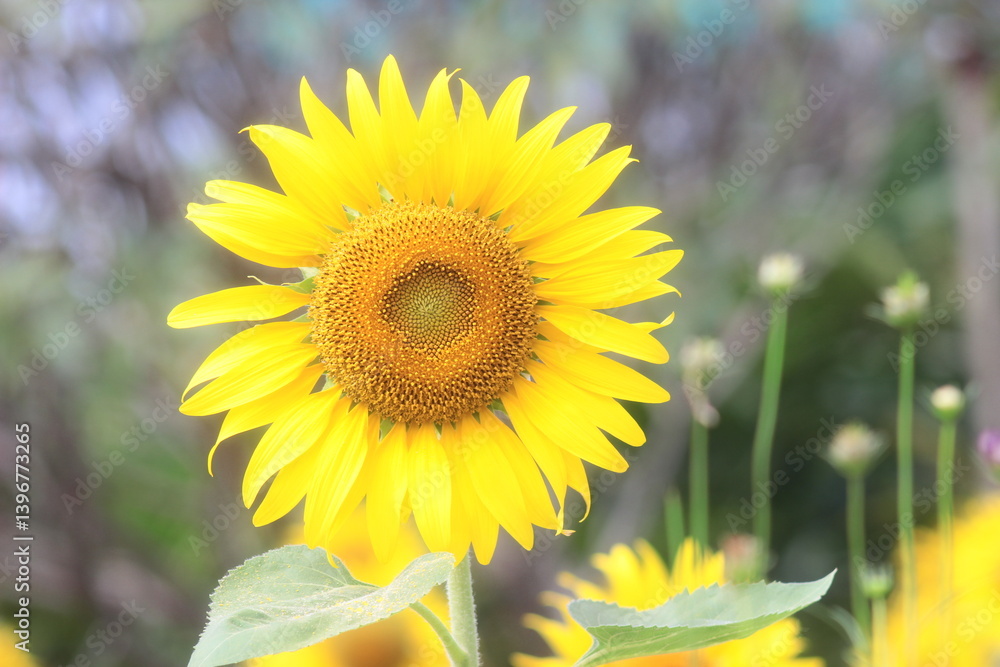 Fototapeta premium Yellow sunflower Blooming In summer.