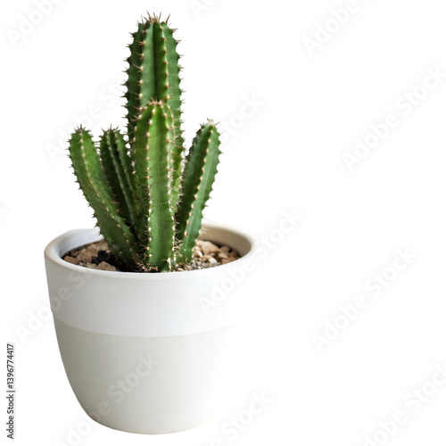Cactus plant in white vase isolated on transparent background