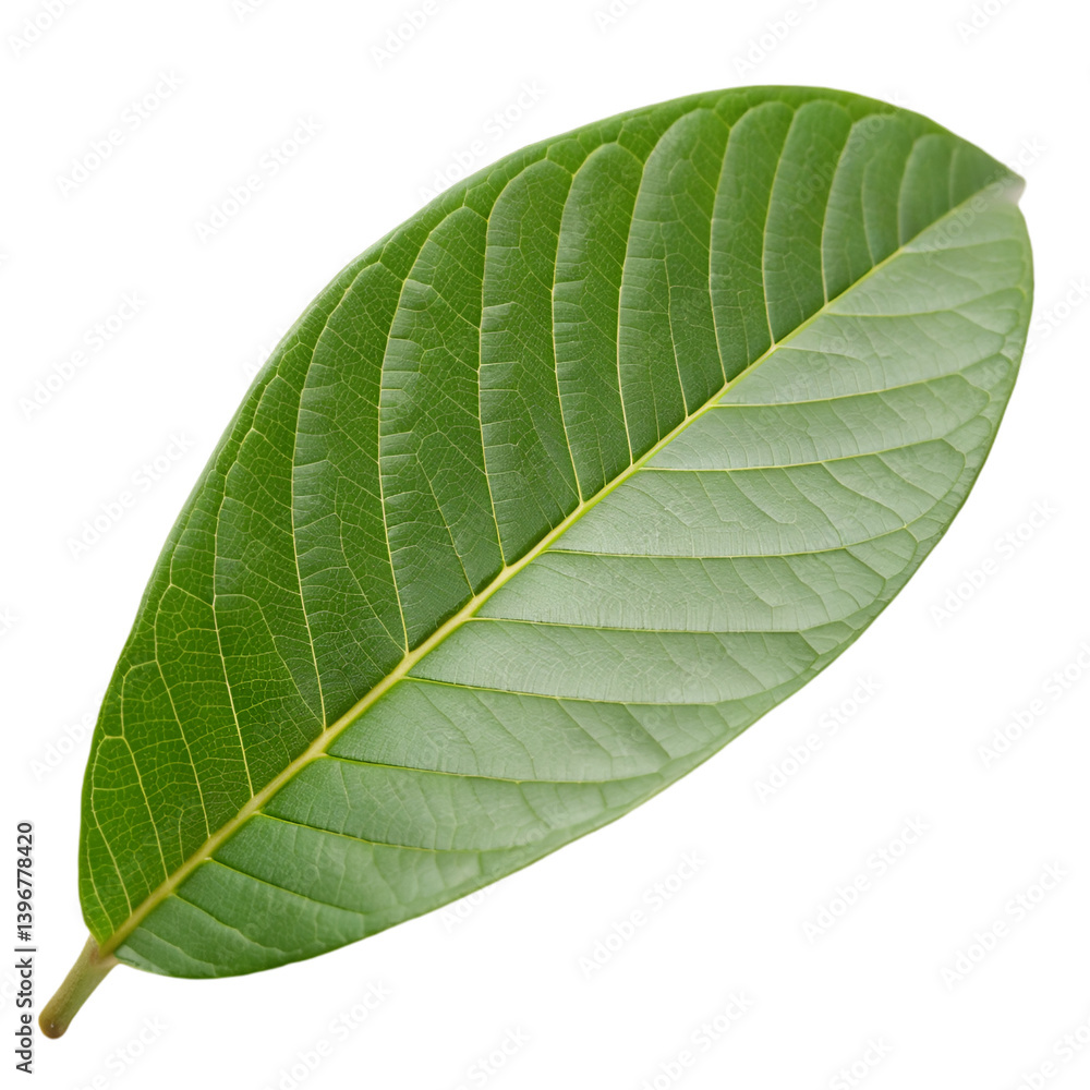 Obraz premium Guava leaf isolated on transparent background