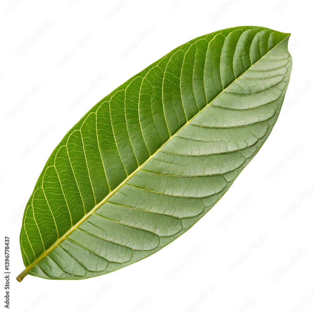 Obraz premium Guava leaf isolated on transparent background