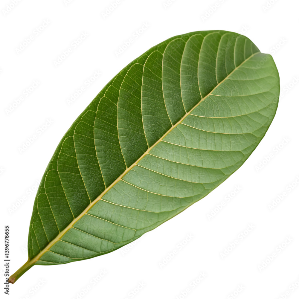 Obraz premium Guava leaf isolated on transparent background