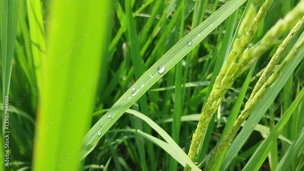 Dew drops cling to rice leaves and the leaves gently swaying in the wind Dew drops cling to rice leaves and the leaves gently swaying in the wind