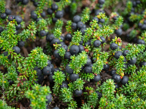 Black crowberries with green leaves in the summer in a forest in Karelia, northwestern Russia