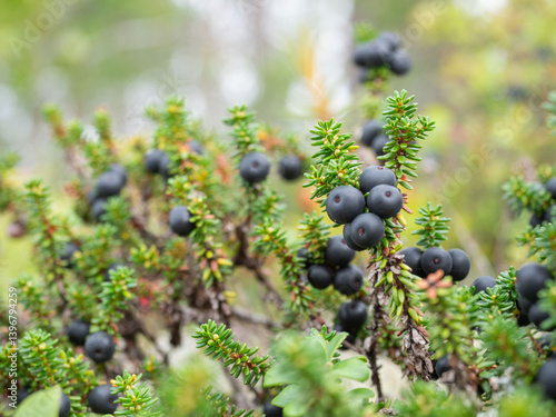Black crowberries with green leaves in the summer in a forest in Karelia, northwestern Russia