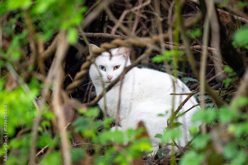 A white cat is sitting in a bush with green leaves A white cat is sitting in a bush with green leaves