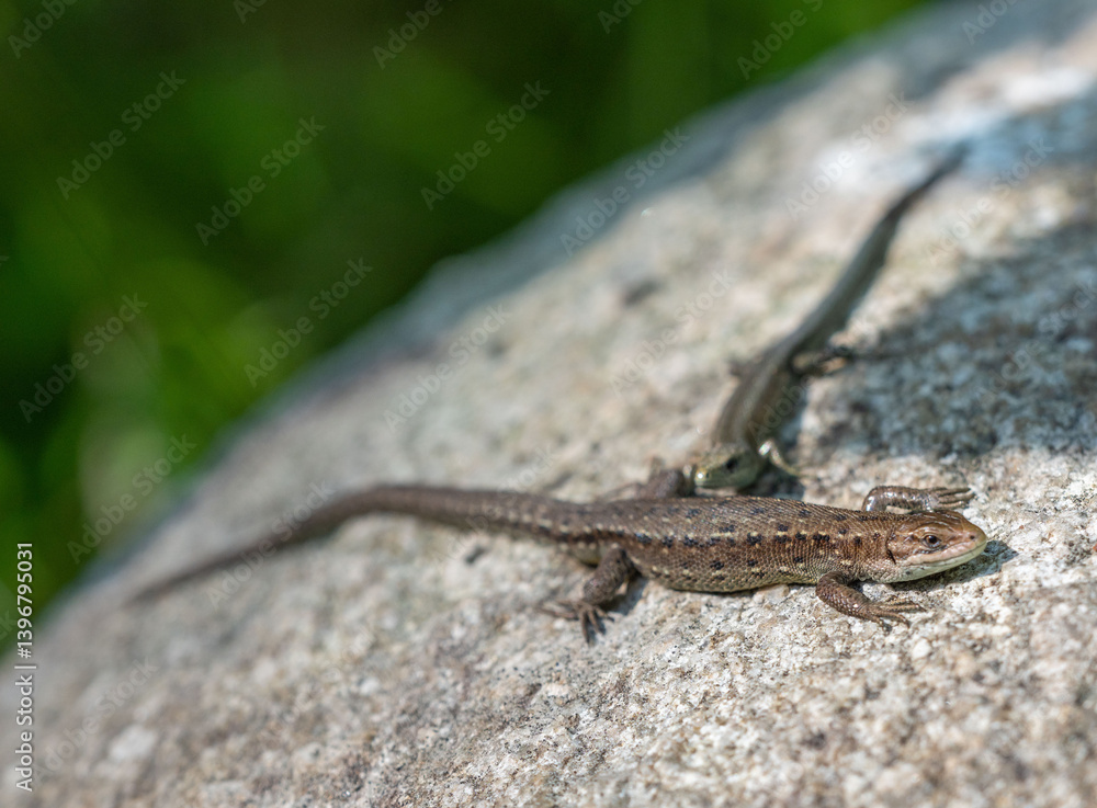 Lizards on a stone in the forest in summer on a sunny day Lizards on a stone in the forest in summer on a sunny day