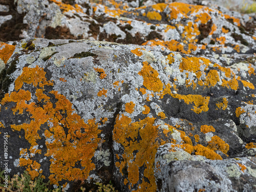 Orange lichen on rocks on the lake shore in summer