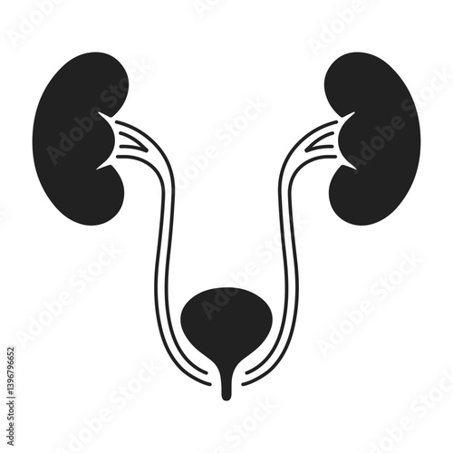 Human Kidneys, Ureters, and Bladder Urinary System Illustration