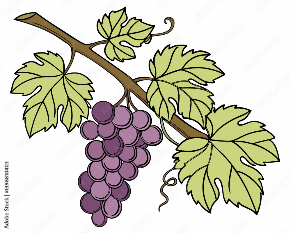 Fototapeta premium Ripe Purple Grape Bunch on Vine with Green Leaves Vector