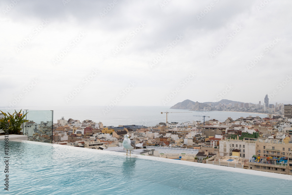 Photo of a white seagull bird sitting on the side of a swimming pool on a roof top with the Spanish town of Benidorm in the background on a hot but cloudy day
