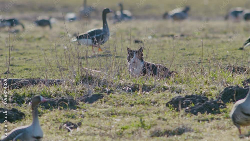 Migrating white fronted geese in spring resting in grasslands