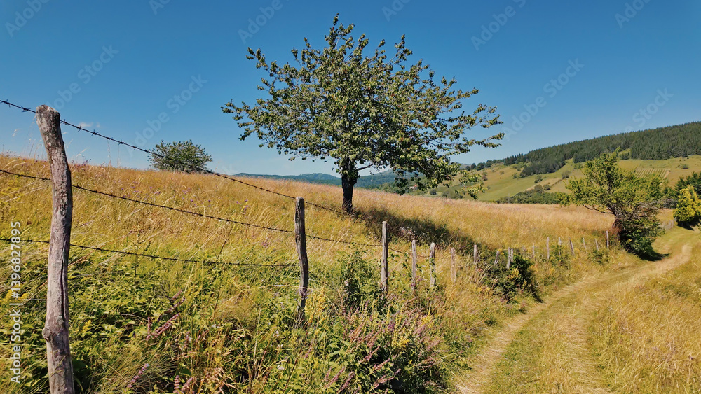 Tranquil sunny summer landscape with green fields and hills.