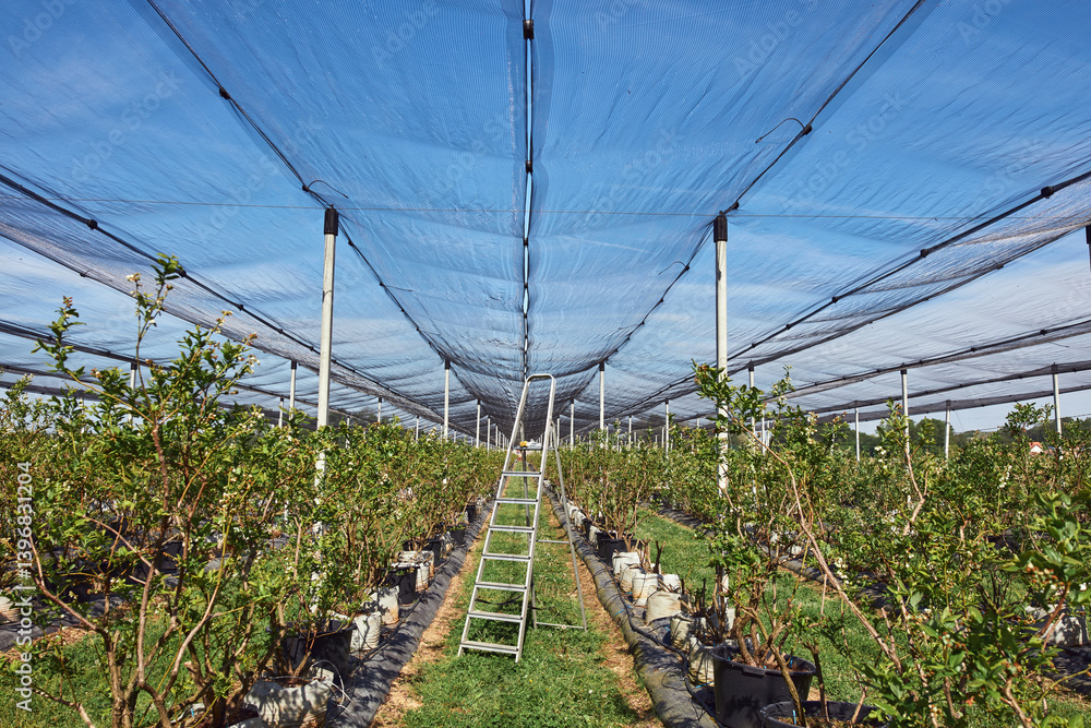 Blueberries organic farm with hail protective netting.